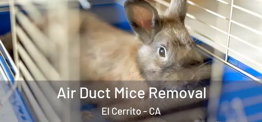Air Duct Mice Removal El Cerrito - CA